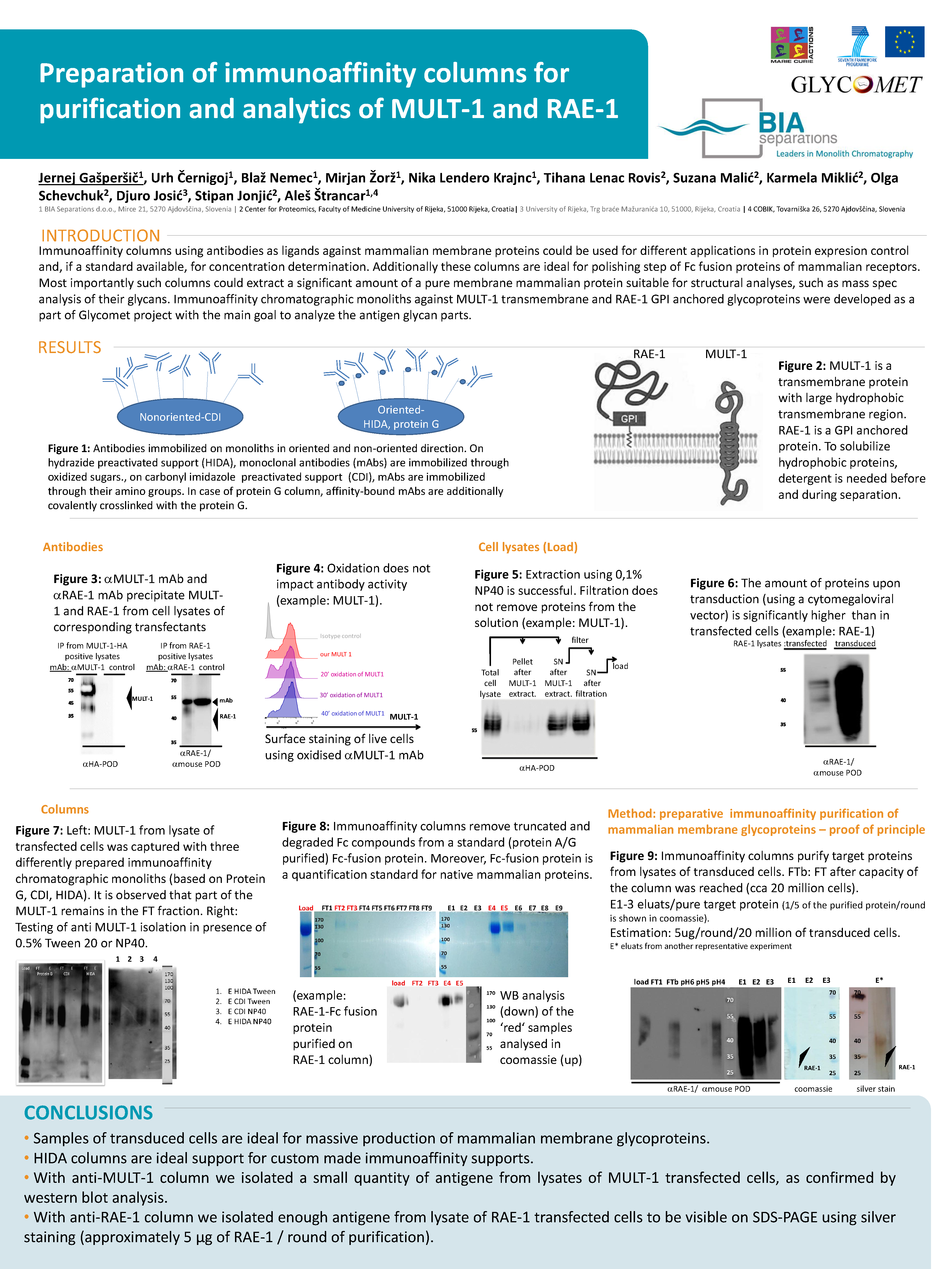 preparation-of-immunoaffinity-columns-for-purification-and-analytics-of-mult-1-and-rae-1
